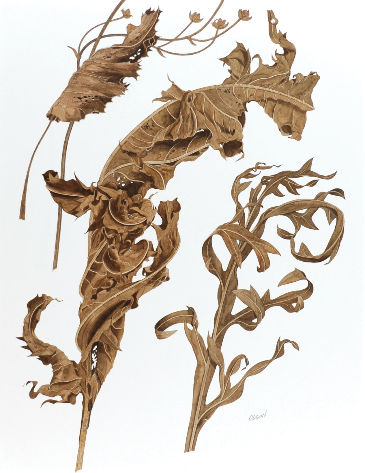 Olson dried leaves